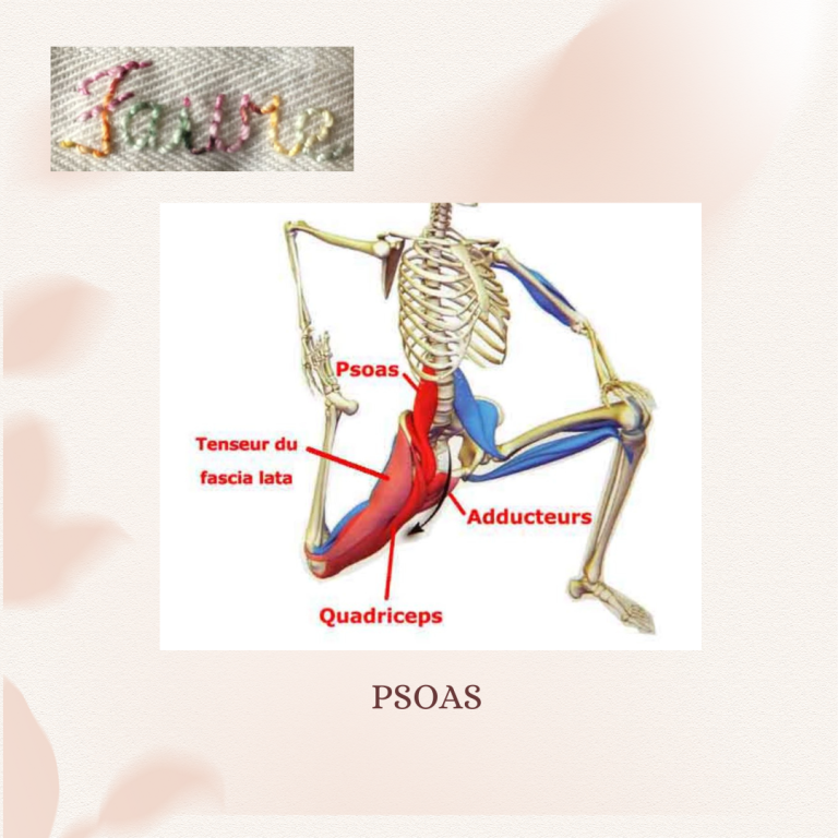  Le psoas