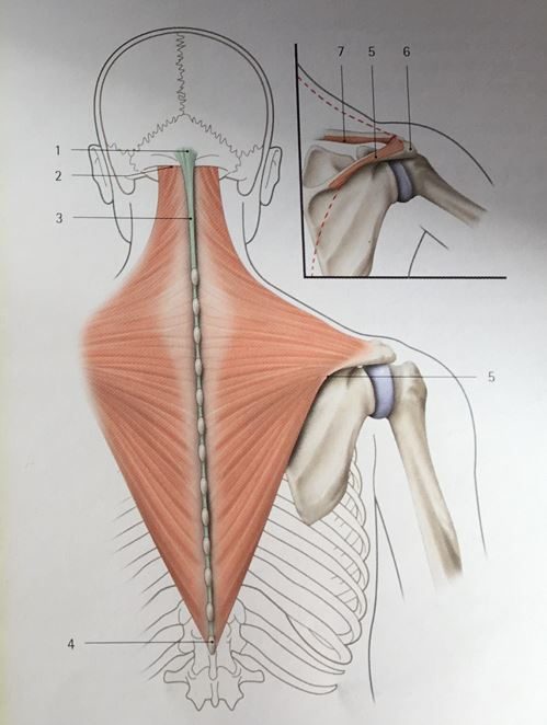 Les trapèzes : porter trop, trop longtemps