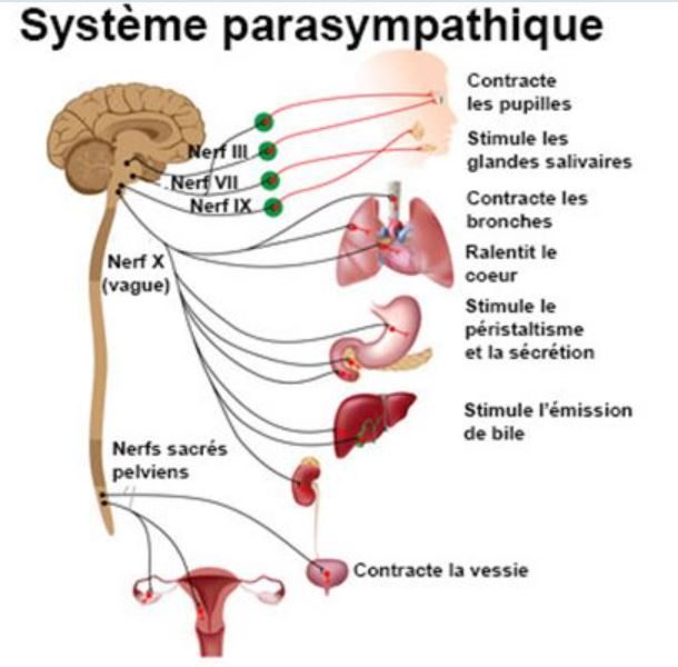 Effets du système nerveux parasympathique sur nous