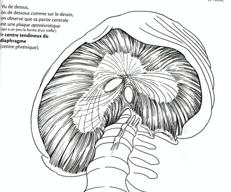 Le diaphragme : le muscle de la respiration