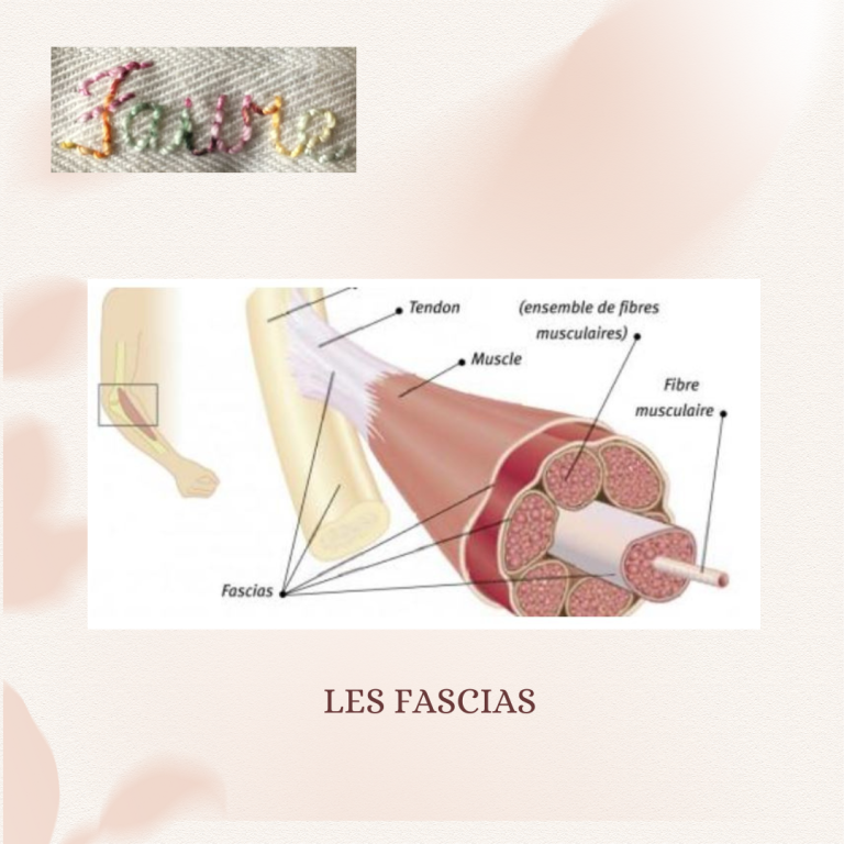 L'importance de maintenir des fascias en bonne santé