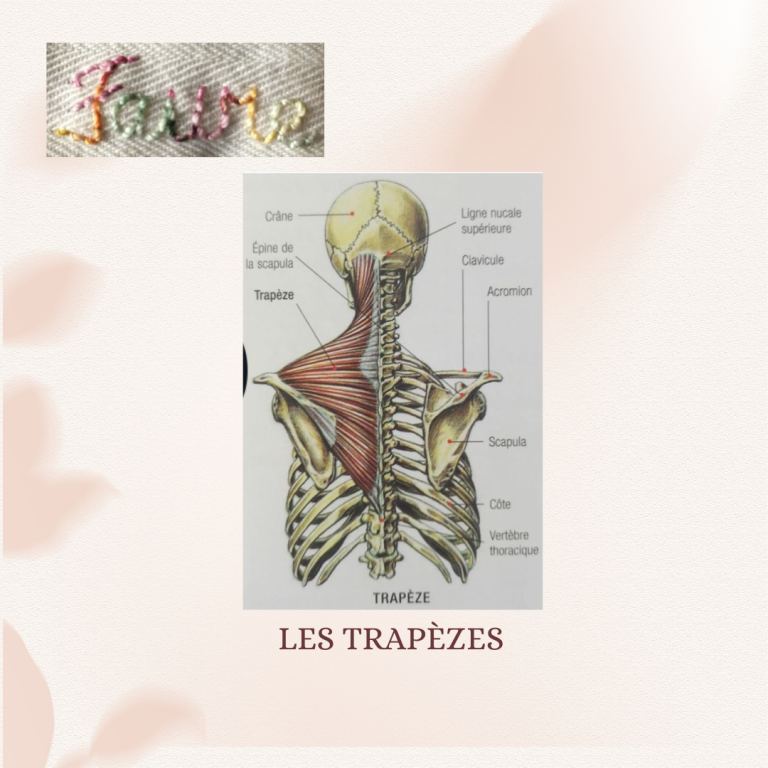Zoom sur les trapèzes Zoom sur les trapèzes