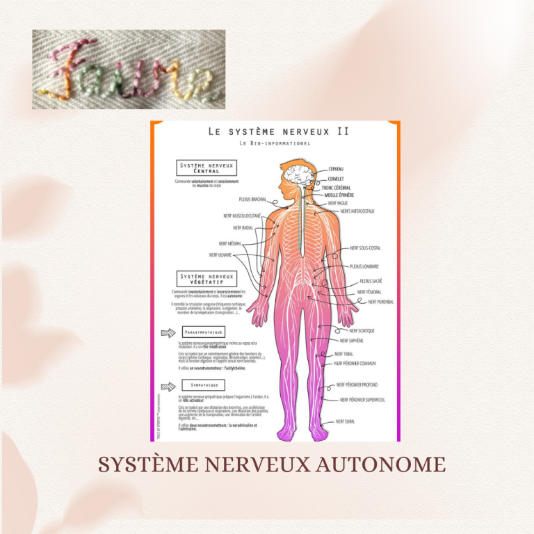 Le système nerveux autonome.
Gestion avec la pause lâcher-prise et la sophrologie !
