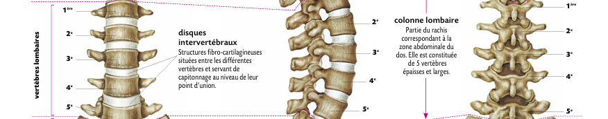 Les lombaires : entre soutien et protection