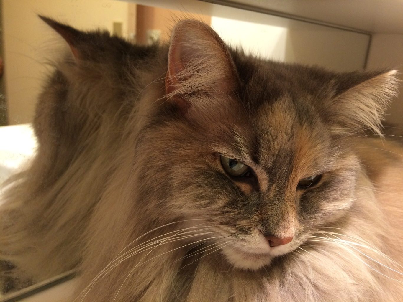 L'ocytocine, l'hormone de la connexion se libère lors de gestes affectueux.