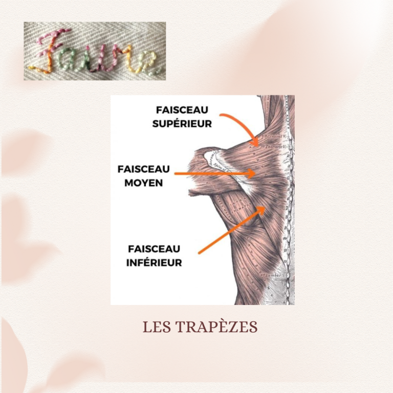 Fonctions des trapèzes Fonctions des trapèzes