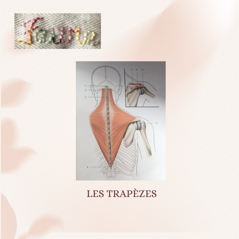 Fonctions des trapèzes