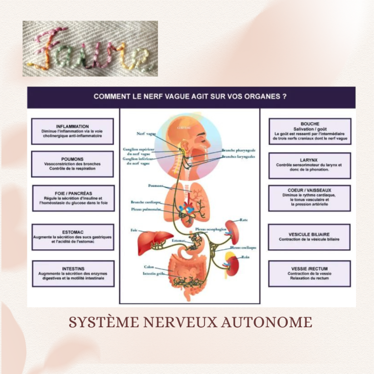 Le système nerveux parasympathique activé avec la pause lâcher-prise et la sophrologie !
