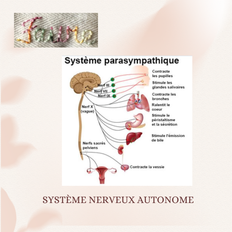 Le système nerveux parasympathique.
Gestion par la respiration avec la pause lâcher-prise et la sophrologie !