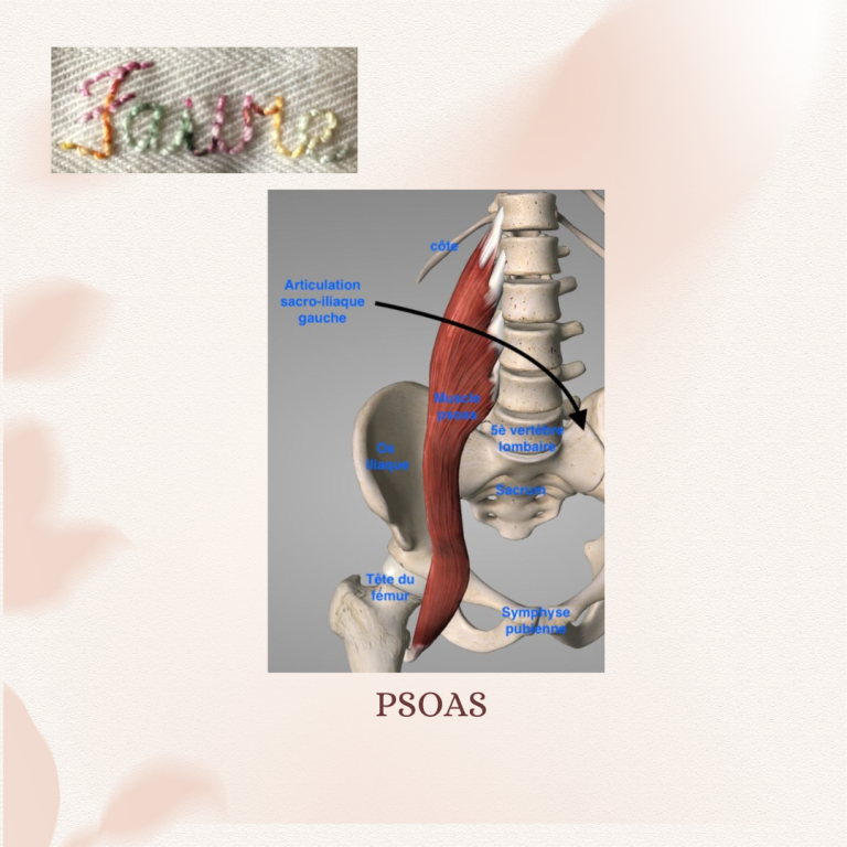  Le psoas
