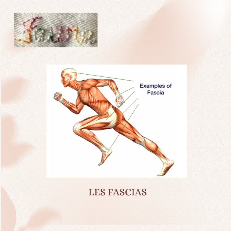Les fascias, le plus grand organe sensoriel du corps humain : lire l'article sur ce sujet passionnant !