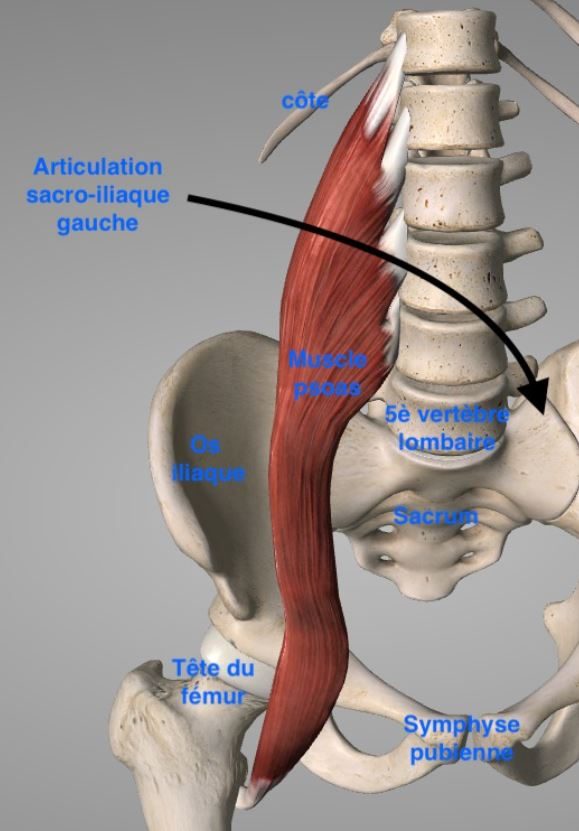 Le psoas : le muscle de la survie… et de l’émotion