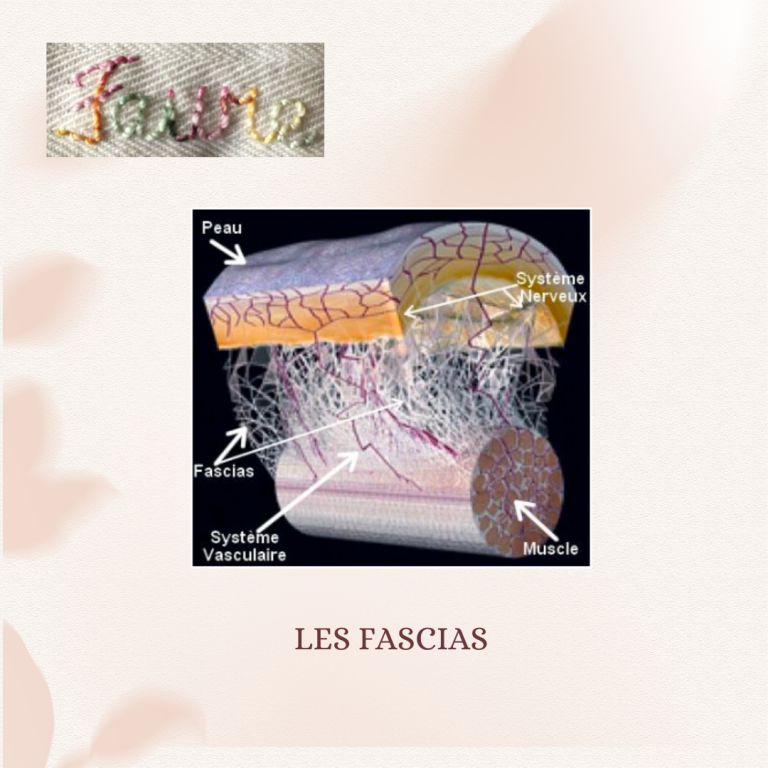  Les fascias : un monde invisible sous notre peau !