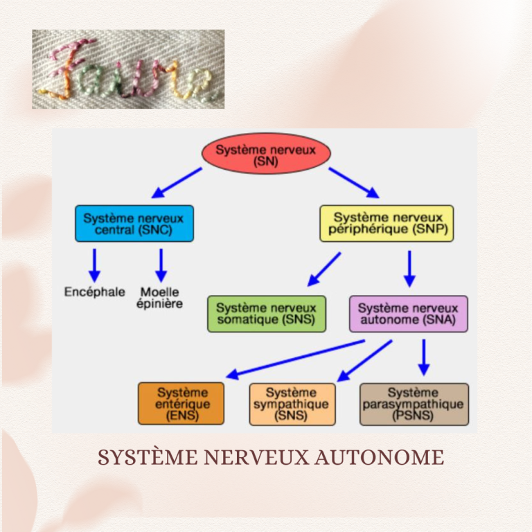 Le système nerveux autonome.
Gestion avec la pause lâcher-prise et la sophrologie !